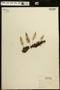 Polypodium polypodioides image