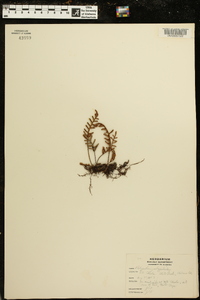 Polypodium polypodioides image