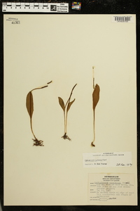 Ophioglossum engelmannii image