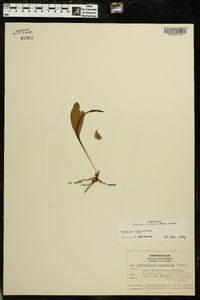 Ophioglossum engelmannii image