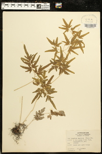 Lygodium japonicum image