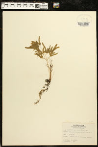 Lygodium japonicum image