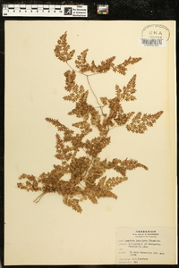 Lygodium japonicum image