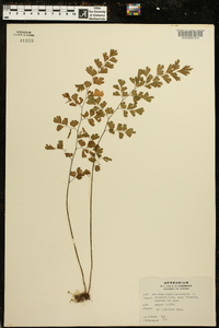 Adiantum capillus-veneris image