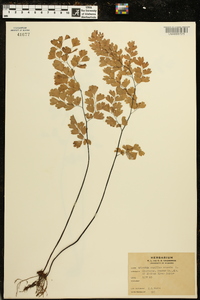 Adiantum capillus-veneris image