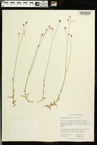 Wahlenbergia marginata image