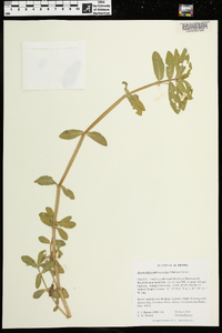 Alternanthera philoxeroides image