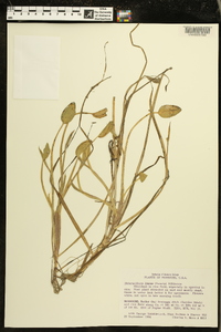 Heteranthera limosa image