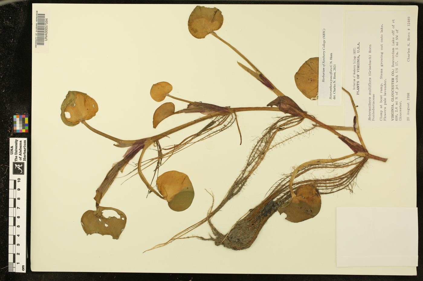 Heteranthera pauciflora image