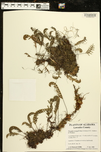 Pleopeltis polypodioides image