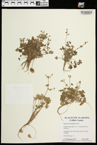 Ranunculus platensis image