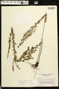 Lechea mucronata image