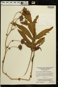 Silphium compositum image