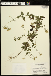 Fleischmannia incarnata image