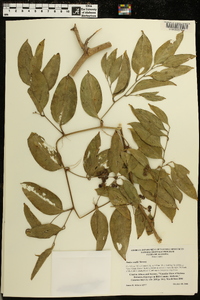 Smilax smallii image