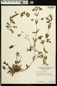 Houstonia canadensis image