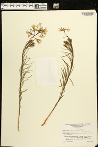 Amsonia ciliata var. tenuifolia image