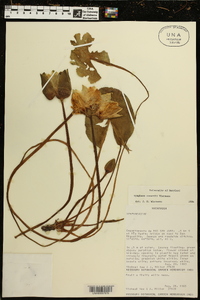 Nymphaea conardii image