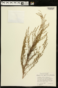 Eupatorium capillifolium image