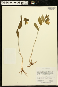 Uvularia perfoliata image