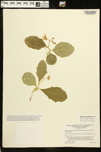 Solanum pumilum image