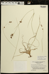 Rhynchospora harveyi image