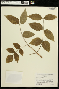 Fraxinus quadrangulata image