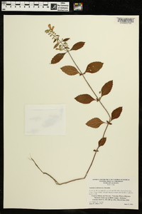 Scutellaria alabamensis image