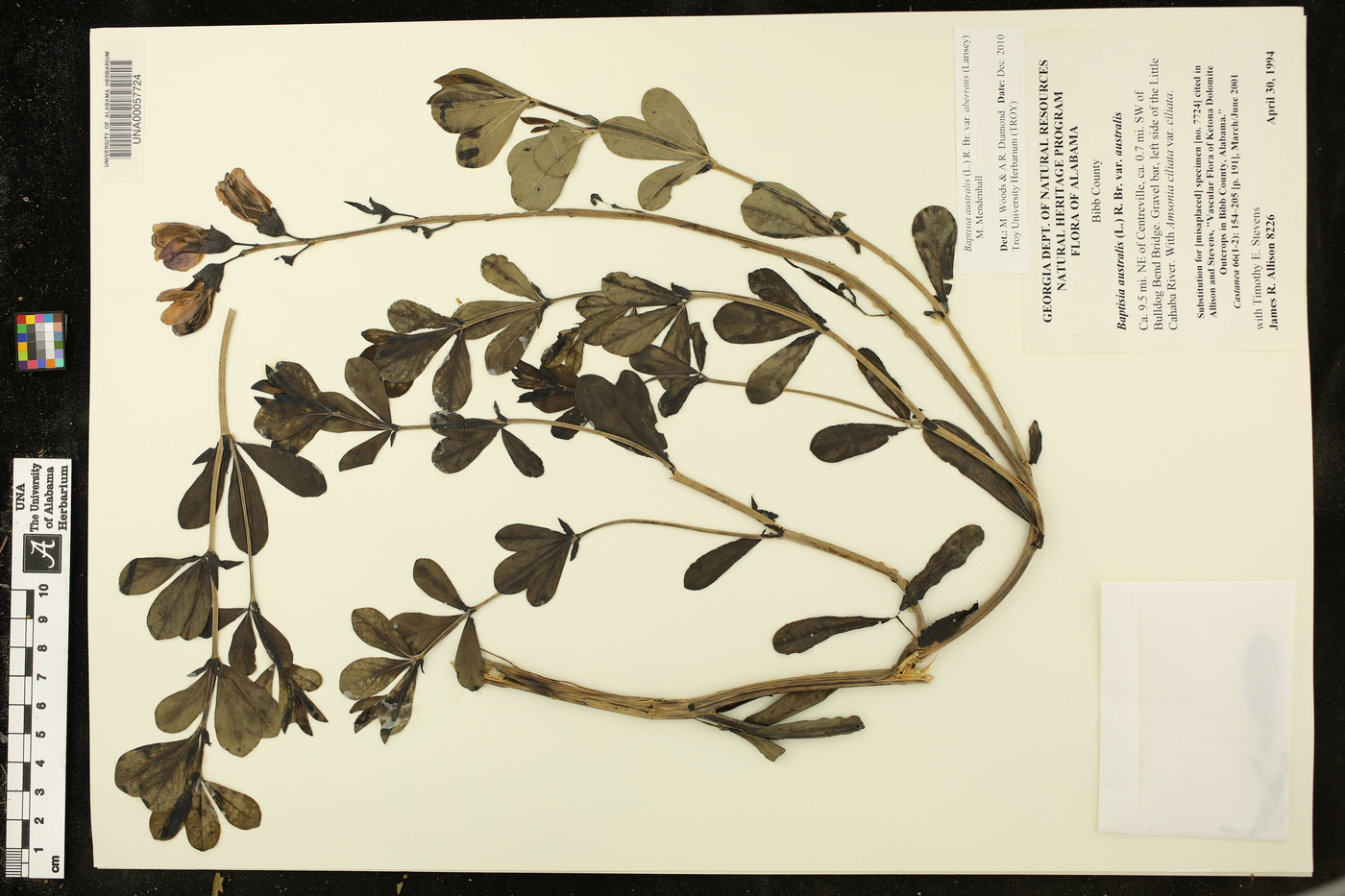 Baptisia australis var. aberrans image