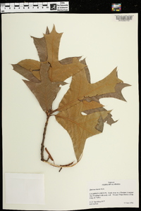 Quercus laevis image