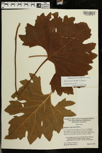 Silphium compositum var. compositum image