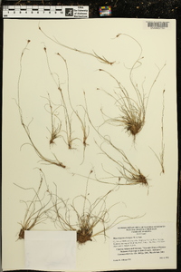 Rhynchospora divergens image