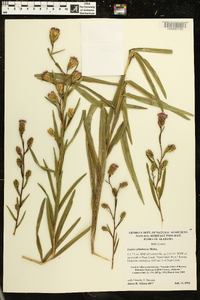 Liatris cylindracea image