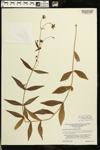 Jamesianthus alabamensis image