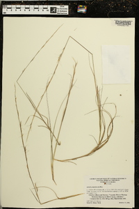 Aristida purpurascens image