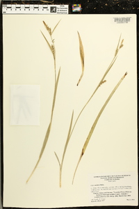 Carex striatula image