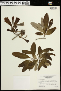 Quercus incana image