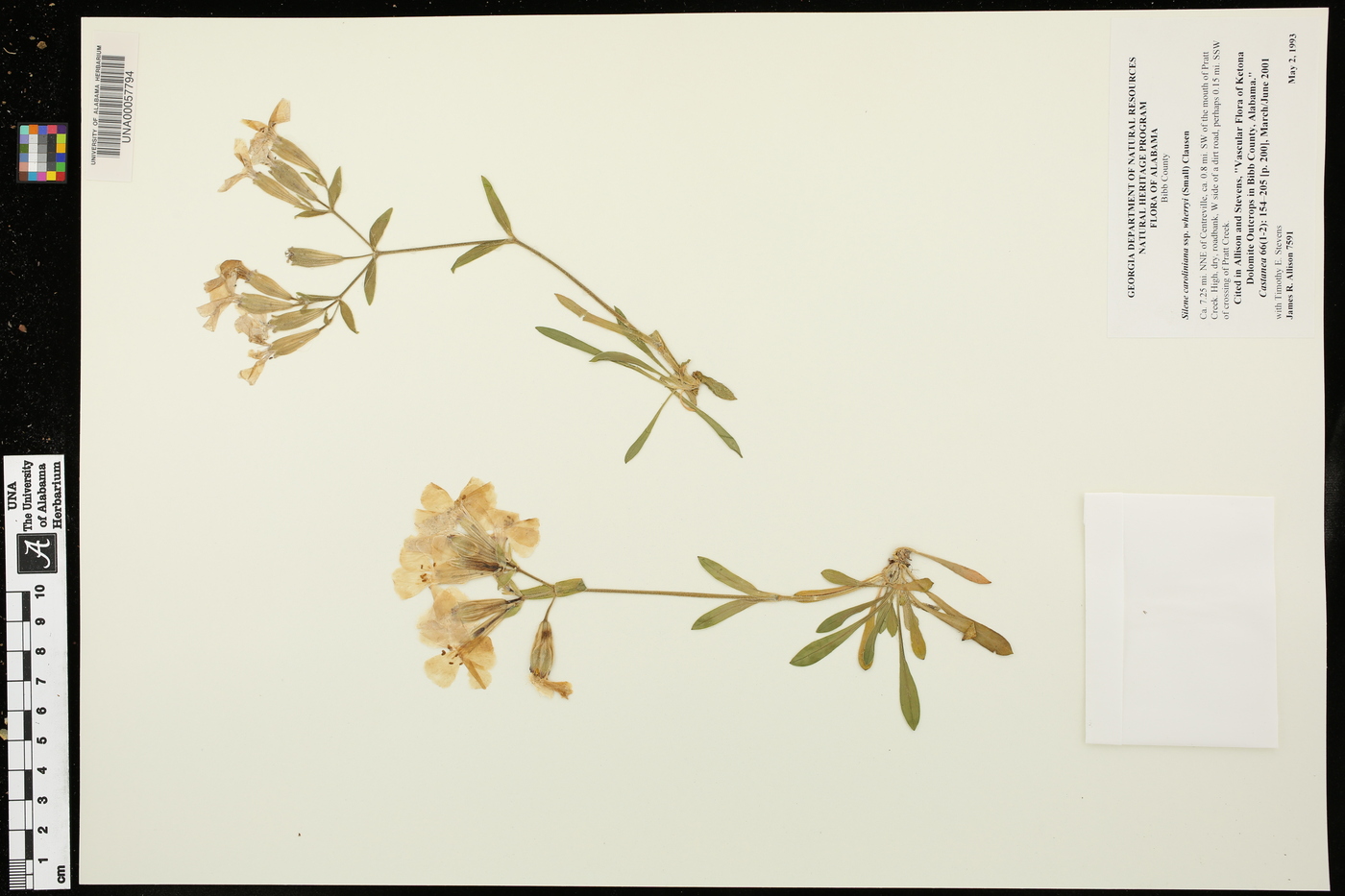 Silene caroliniana subsp. wherryi image