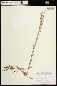 Rumex hastatulus image