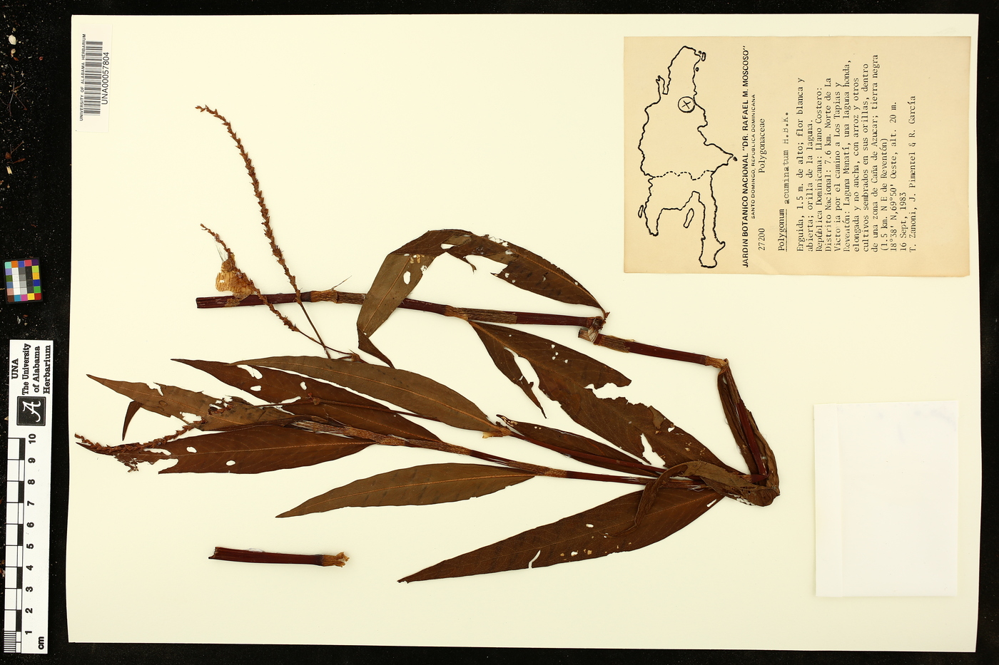 Polygonum acuminatum image