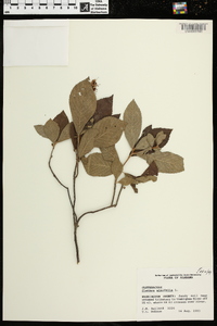 Clethra alnifolia image