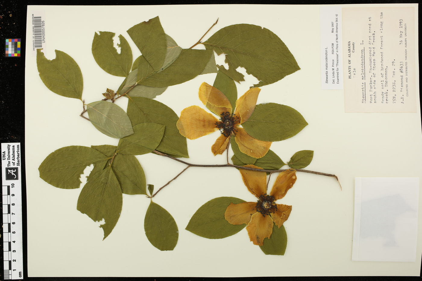 Stewartia malacodendron image