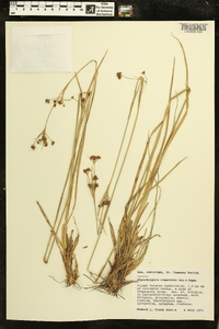 Rhynchospora compressa image