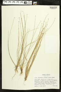 Eleocharis geniculata image