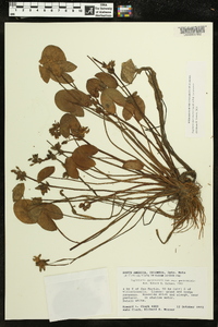 Sagittaria guayanensis image
