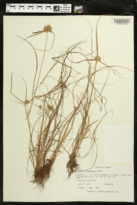 Cyperus filiculmis image