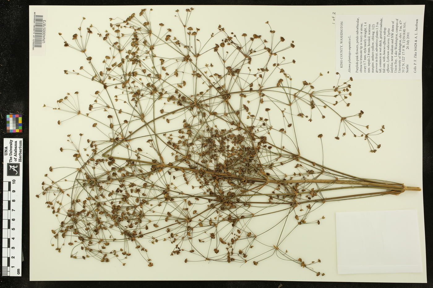 Alisma plantago-aquatica image
