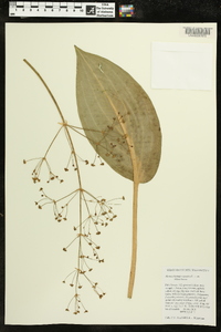 Alisma plantago-aquatica image