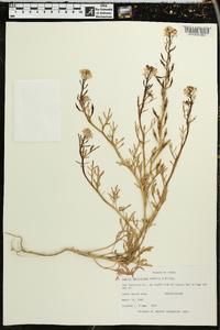 Cakile geniculata image