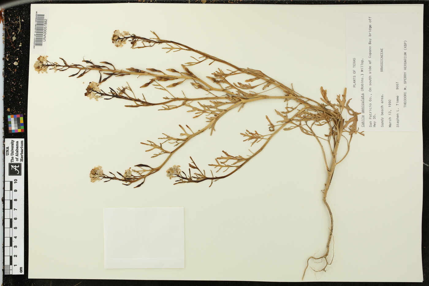 Cakile geniculata image